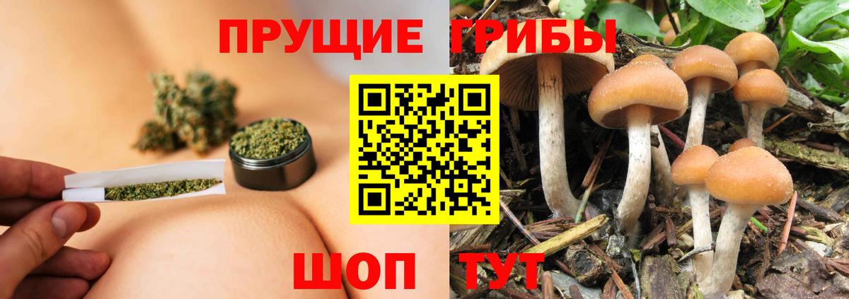 Анжеро-Судженск  Псилоцибиновые грибы Magic Shrooms  Вход с VPN  Псилоцибиновые грибы Psilocybine cubensis 